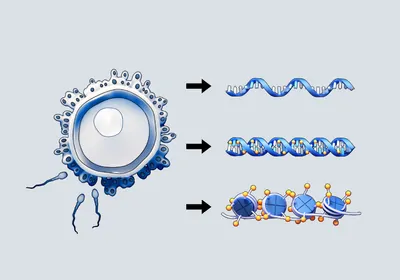 Illustration showing epigenetic changes